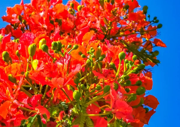Flamboyant Delonix Regia Red Flowers Closeup Beautiful Tropical Flame Tree — Fotografia de Stock