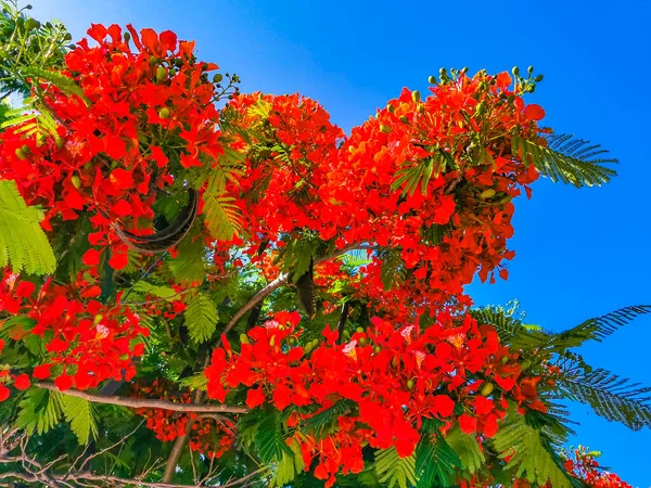 Flamboyant Delonix Regia Red Flowers Closeup Beautiful Tropical Flame Tree — ストック写真