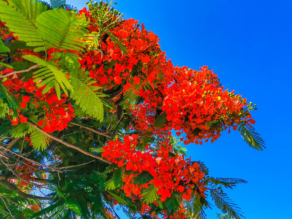 Flamboyant or Delonix Regia red flowers closeup. Beautiful tropical flame tree flowers. Royal Poinciana Tree or Flame Tree or Peacock Flower in Playa del Carmen Quintana Roo Mexico.