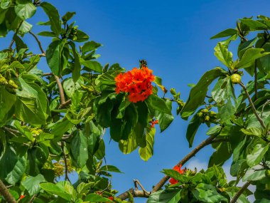 Kou Cordia subcordata flowering tree with orange flowers beach cordia sea trumpet with green leaves and blue sky background in Playa del Carmen Mexico.