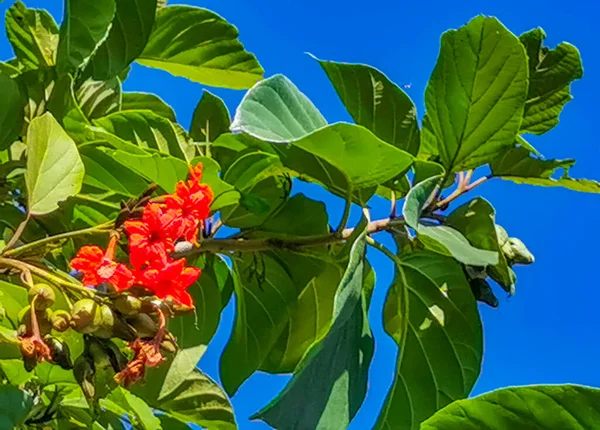 Kou Cordia Subcordata Flowering Tree Orange Flowers Beach Cordia Sea —  Fotos de Stock