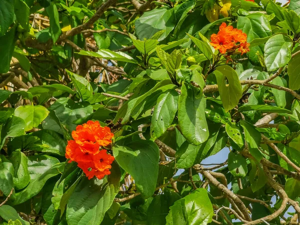 Kou Cordia Subcordata Flowering Tree Orange Flowers Beach Cordia Sea — Stock Photo, Image