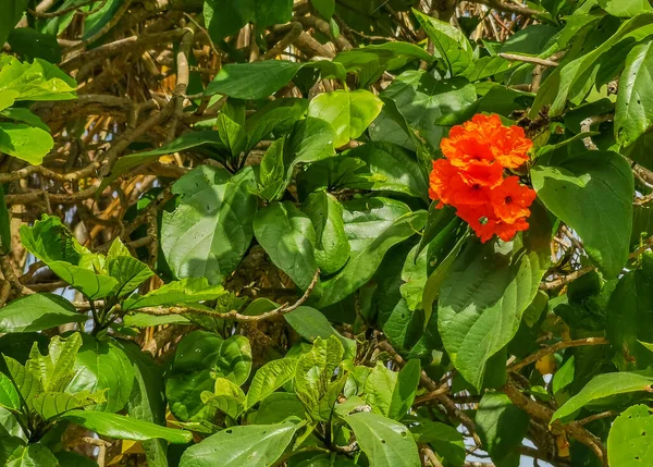 Kou Cordia Subcordata Flowering Tree Orange Flowers Beach Cordia Sea —  Fotos de Stock