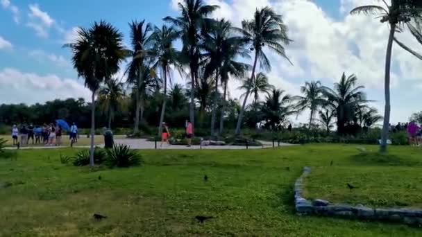 Tulum México Febrero 2022 Antiguas Ruinas Tulum Sitio Maya Con — Vídeos de Stock