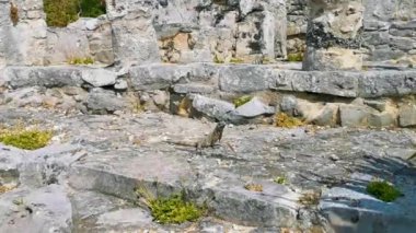 Huge Iguana gecko animal on rocks at the ancient Tulum ruins Mayan site with temple ruins pyramids and artifacts in the tropical natural jungle forest palm and seascape panorama view in Tulum Mexico.