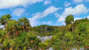 Antik Tulum, Tulum Meksika 'daki tropikal doğal orman palmiyesi ve deniz manzarasında tapınak kalıntıları ve eserlerle Maya bölgesini harabeye çeviriyor..