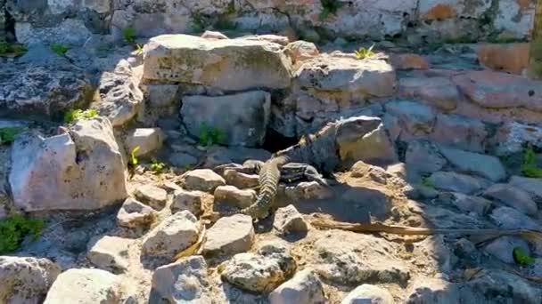 Величезна Тварина Iguana Gecko Скелях Древньому Тулумі Руїни Майя Руїнами — стокове відео