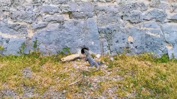 Huge Iguana Gecko Animal Crawls Hole Rock Tulum Ruins Mayan — Vídeo de Stock