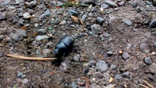 Beautiful Purple Blue Dung Beetle Crawling Walking Path Sand Stones — Vídeos de Stock