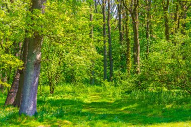 Natural beautiful panorama view with lake river walking pathway and green plants trees in the forest of Speckenbuetteler Park in Lehe Bremerhaven Germany.