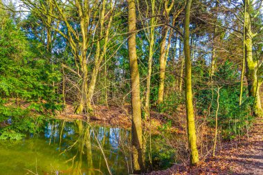 Natural beautiful panorama view with lake river walking pathway and green plants trees in the forest of Speckenbuetteler Park in Lehe Bremerhaven Germany.