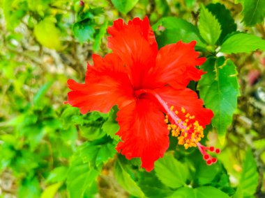 Red beautiful hibiscus flower flowers shrub tree plant in Mexico.