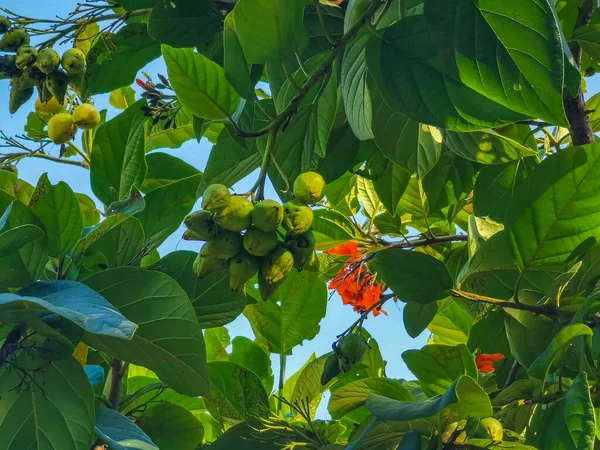 Kou Cordia Subcordata Flowering Tree Orange Flowers Beach Cordia Sea — Zdjęcie stockowe