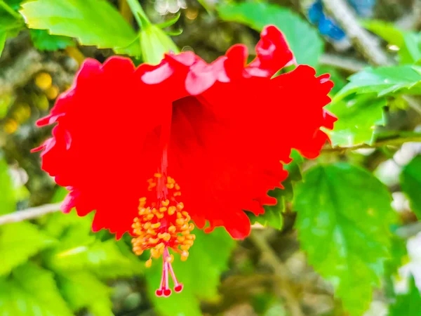 Red Beautiful Hibiscus Flower Flowers Shrub Tree Plant Mexico — Zdjęcie stockowe
