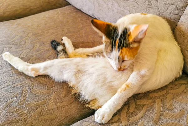 White Cat Tired Cleaning Himself Sleeping Sofa Couch Mexico — Fotografia de Stock