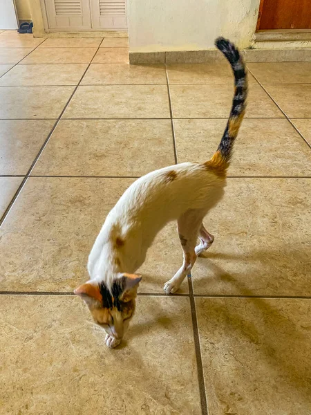 White Cat Running Walking Floor Mexico — Stockfoto