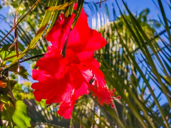 Red Beautiful Hibiscus Flower Flowers Shrub Tree Plant Mexico — Stock Photo, Image