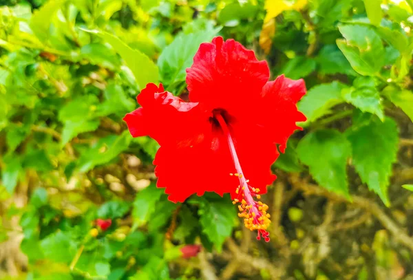 Red Beautiful Hibiscus Flower Flowers Shrub Tree Plant Mexico — Stock Photo, Image