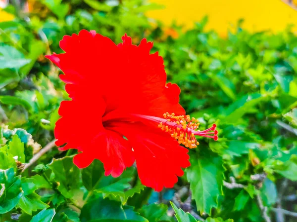Red beautiful hibiscus flower flowers shrub tree plant in Mexico.