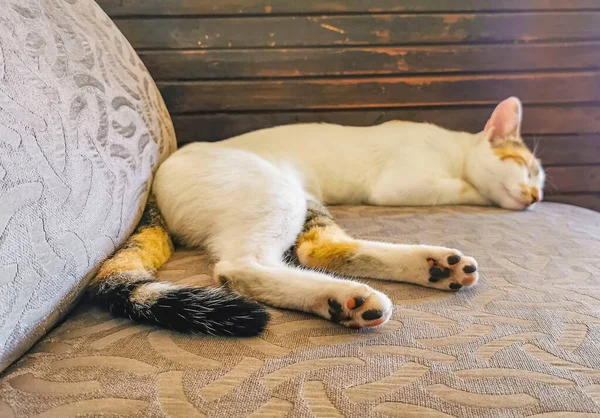 White Cat Tired Cleaning Himself Sleeping Sofa Couch Mexico — Stockfoto