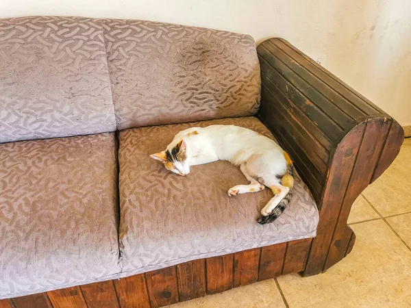 White Cat Tired Cleaning Himself Sleeping Sofa Couch Mexico — 스톡 사진