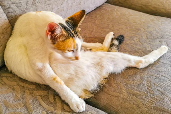 White Cat Tired Cleaning Himself Sleeping Sofa Couch Mexico — Zdjęcie stockowe