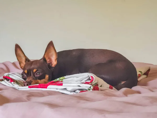Portrait Mexican Brown Russian Toy Terrier Dog While Tired Sleeps — Fotografia de Stock