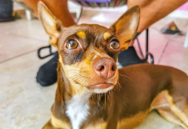 Portrait of a Mexican brown russian toy terrier dog while looking