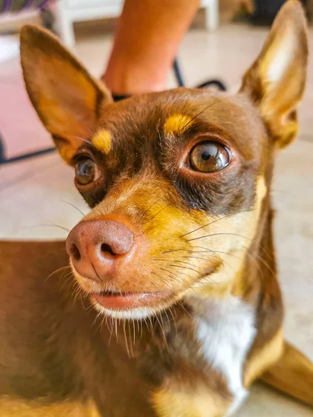 Portrét Mexické Hnědé Ruské Hračky Teriér Pes Při Pohledu Krásné — Stock fotografie