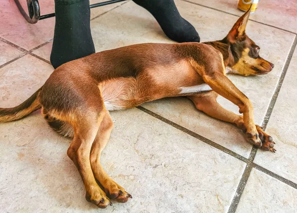 Porträt Eines Mexikanischen Braunen Russischen Spielzeug Terrier Hundes Während Müde — Stockfoto