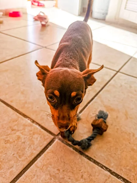 Portrait Mexican Brown Playful Russian Toy Terrier Dog While Playing — 图库照片