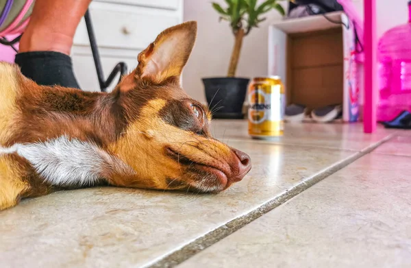 墨西哥普莱亚德尔卡门市 一只墨西哥褐色的俄罗斯玩具宠物狗困倦时的画像 — 图库照片