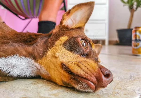 Retrato Cão Terrier Brinquedo Russo Marrom Mexicano Enquanto Ele Está — Fotografia de Stock