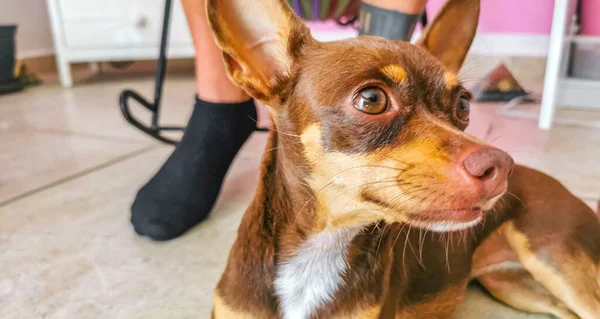 Porträt Eines Mexikanischen Braunen Russischen Spielzeug Terrier Hundes Während Der — Stockfoto