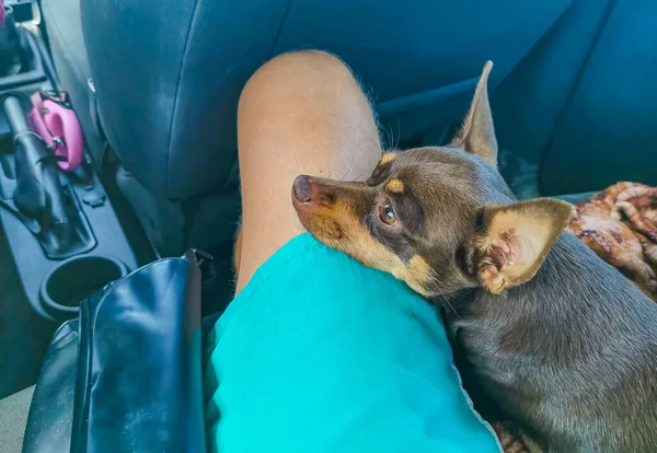 Mexican brown russian toy terrier dog while he is tired and sleeps in the car in Cancun Quintana Roo Mexico.