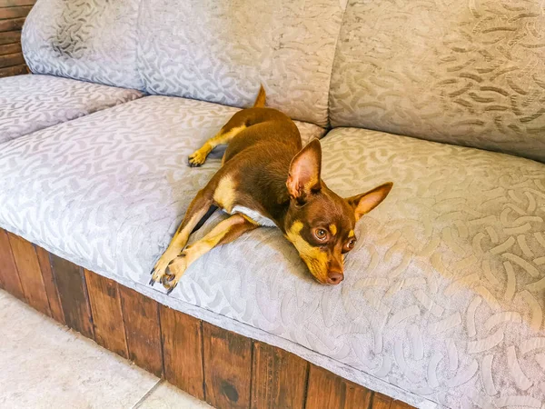 Portrait Mexican Brown Russian Toy Terrier Dog While Tired Sleeps — Fotografia de Stock