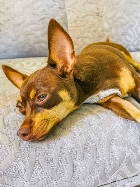 Portrait Mexican Brown Russian Toy Terrier Dog While Tired Sleeps — Fotografia de Stock