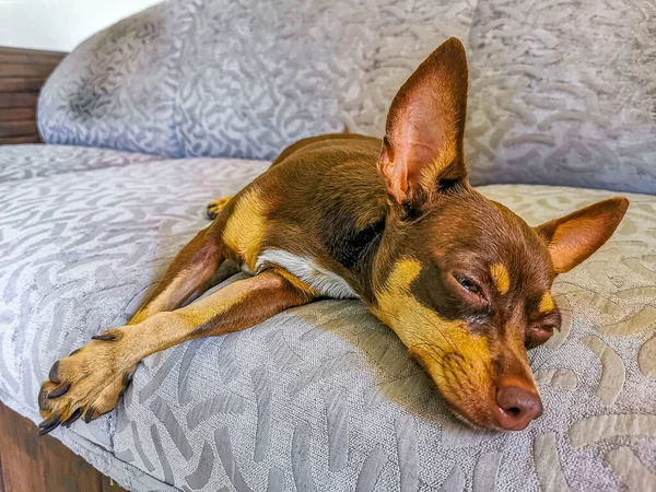 Portrait Mexican Brown Russian Toy Terrier Dog While Tired Sleeps — Stock fotografie