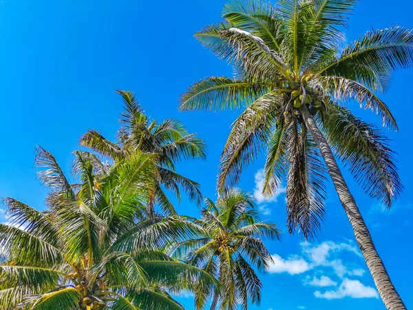 Amazing Landscape Panorama View Palm Trees Blue Sky Natural Tropical — Stockfoto
