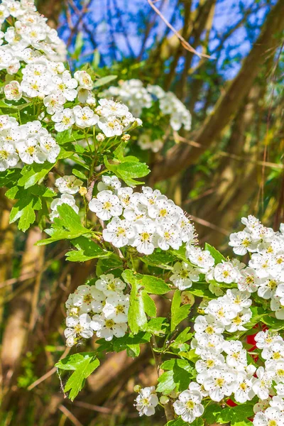 White Pink Apple Tree Blossoms Cherry Tree Blossoms Spring Lower — Stockfoto
