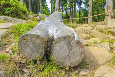 The dying silver forest with dead broken uprooted spruces or sawed off firs trees with mushrooms and landscape panorama at Brocken mountain peak in Harz mountains Wernigerode Germany.