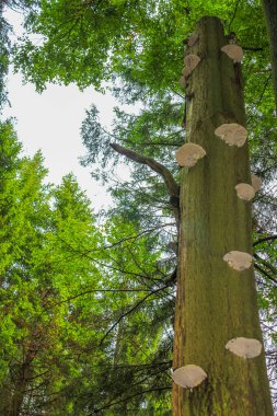 The dying silver forest with dead broken uprooted spruces or sawed off firs trees with mushrooms and landscape panorama at Brocken mountain peak in Harz mountains Wernigerode Germany.