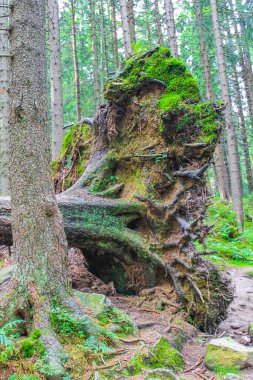 The dying silver forest with dead broken uprooted spruces or sawed off firs trees with mushrooms and landscape panorama at Brocken mountain peak in Harz mountains Wernigerode Germany.