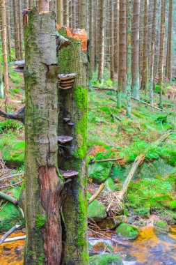 The dying silver forest with dead broken uprooted spruces or sawed off firs trees with mushrooms and landscape panorama at Brocken mountain peak in Harz mountains Wernigerode Germany.