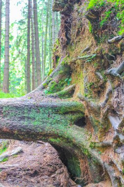 The dying silver forest with dead broken uprooted spruces or sawed off firs trees with mushrooms and landscape panorama at Brocken mountain peak in Harz mountains Wernigerode Germany.