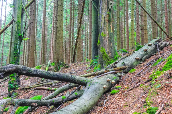 The dying silver forest with dead broken uprooted spruces or sawed off firs trees with mushrooms and landscape panorama at Brocken mountain peak in Harz mountains Wernigerode Germany.