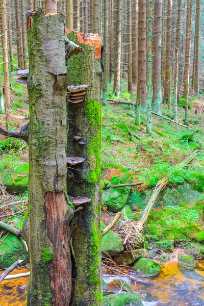 The dying silver forest with dead broken uprooted spruces or sawed off firs trees with mushrooms and landscape panorama at Brocken mountain peak in Harz mountains Wernigerode Germany.
