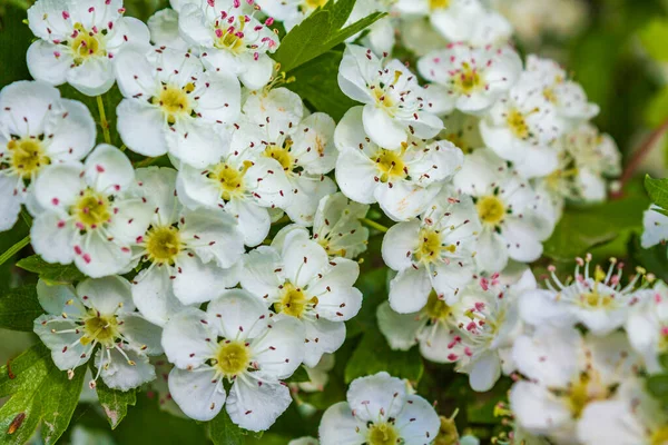 White Pink Apple Tree Blossoms Cherry Tree Blossoms Spring Lower — Fotografia de Stock