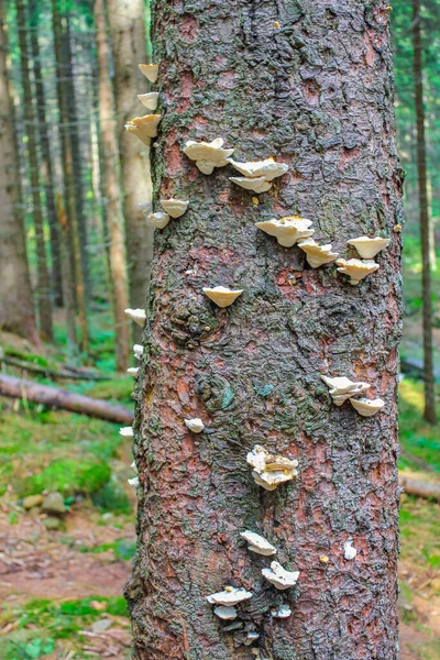 The dying silver forest with dead broken uprooted spruces or sawed off firs trees with mushrooms and landscape panorama at Brocken mountain peak in Harz mountains Wernigerode Germany.