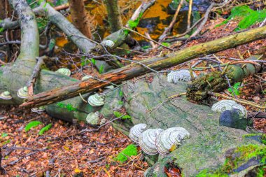 The dying silver forest with dead broken uprooted spruces or sawed off firs trees with mushrooms and landscape panorama at Brocken mountain peak in Harz mountains Wernigerode Germany.